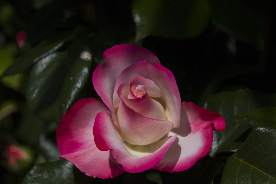 Rose Flower Garden