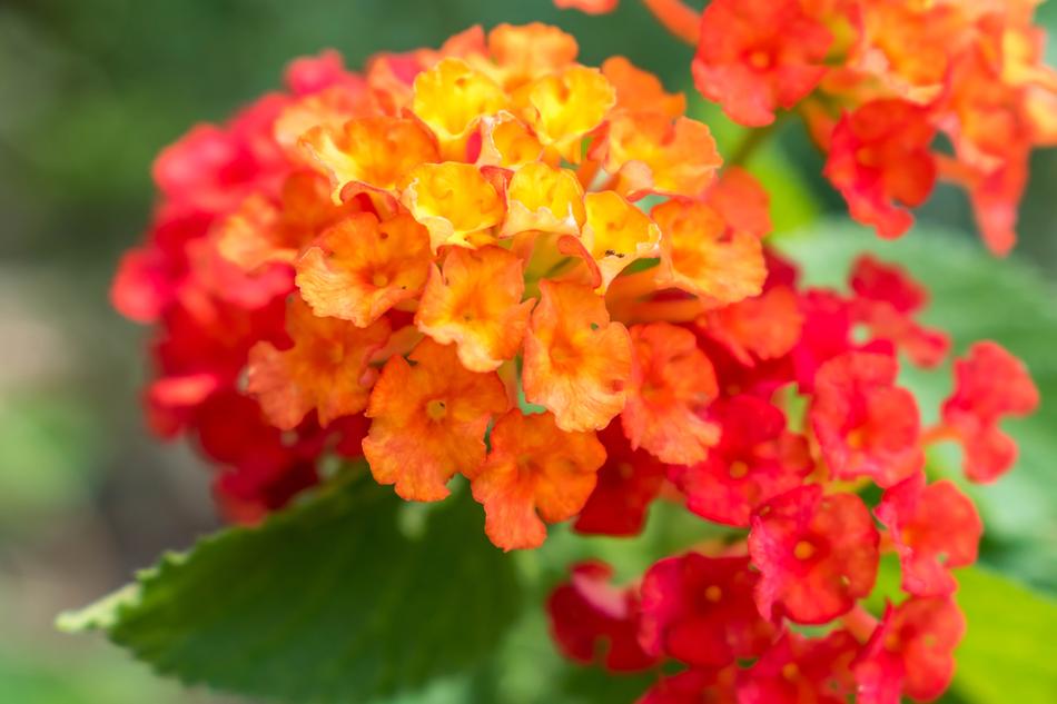 Nature Flower Flora