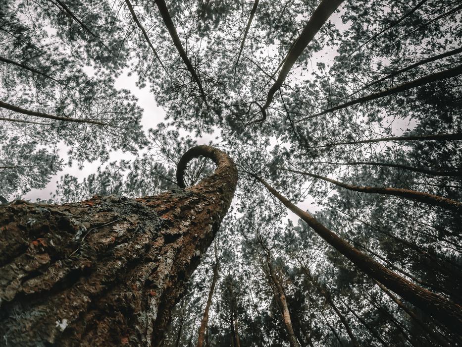 Tree Wood Nature