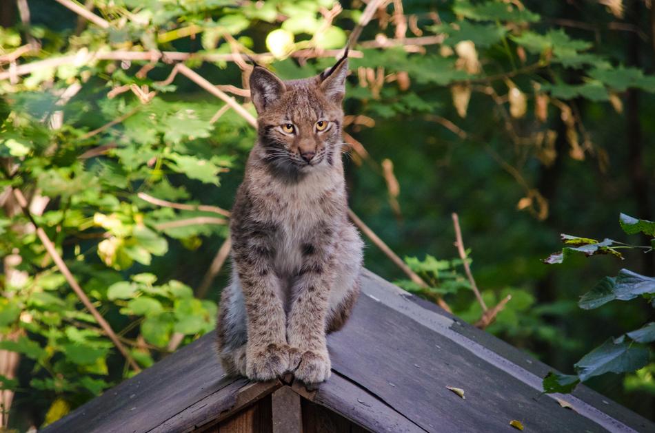 Lynx Baby Zoo