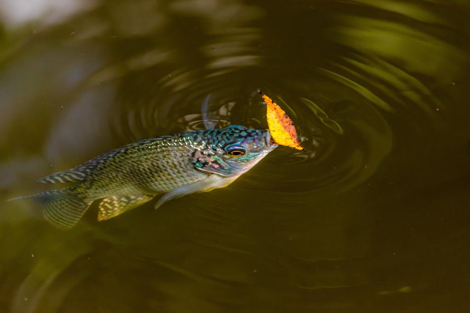 a small fish with an orange leaf
