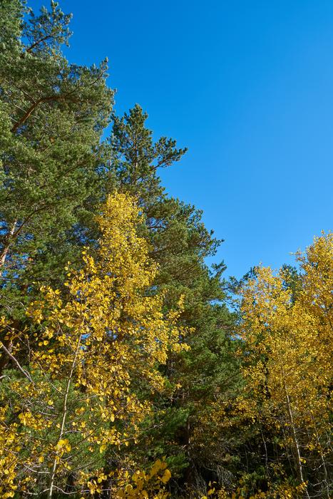 Tree Leaves Branch