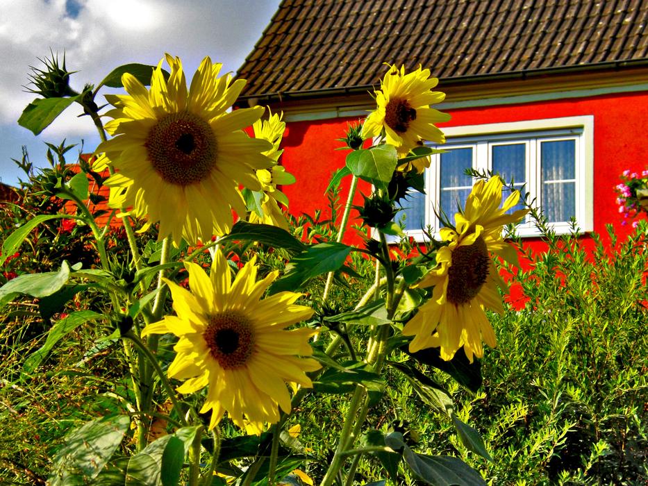 Flower Summer Nature