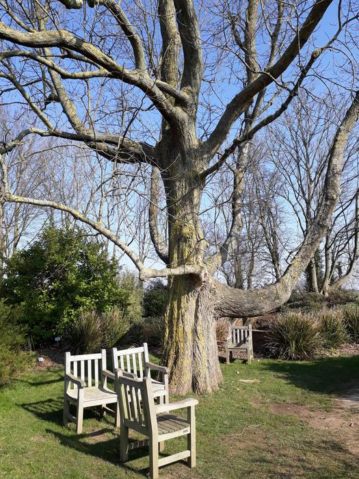 Tree Wood Bench