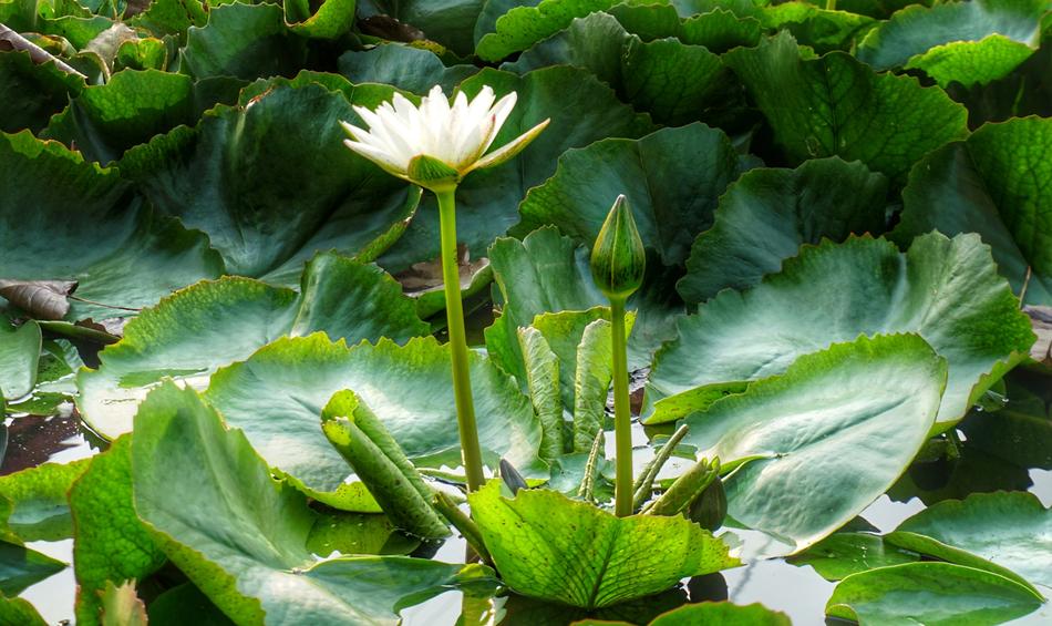 white flower on green foliage
