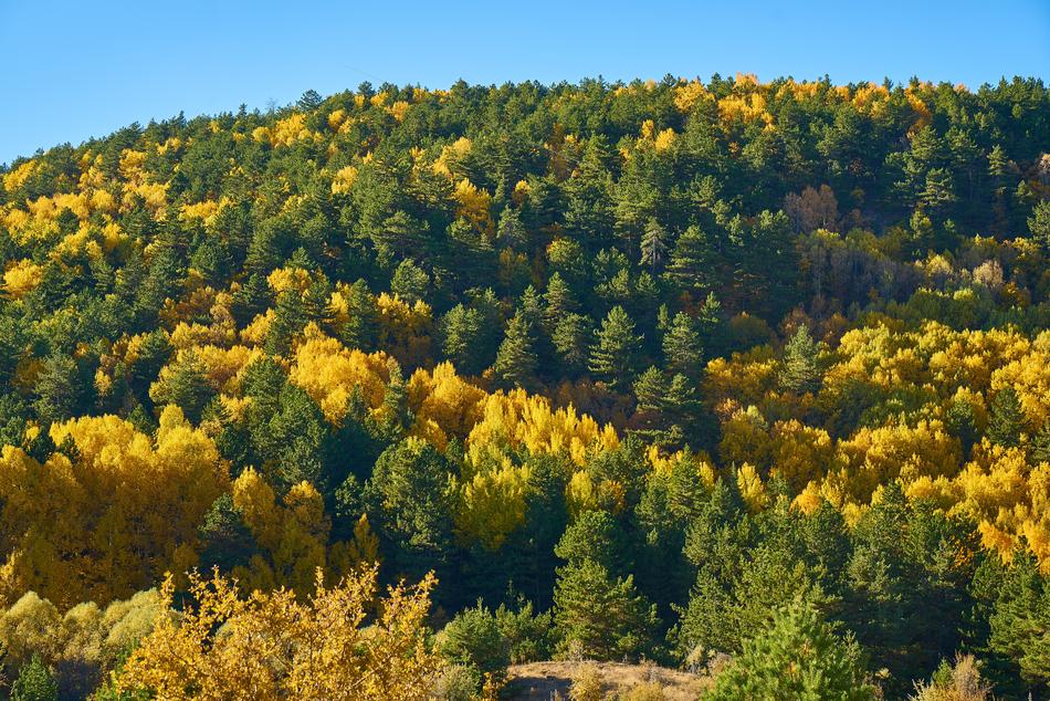 Autumn Forest Yellow