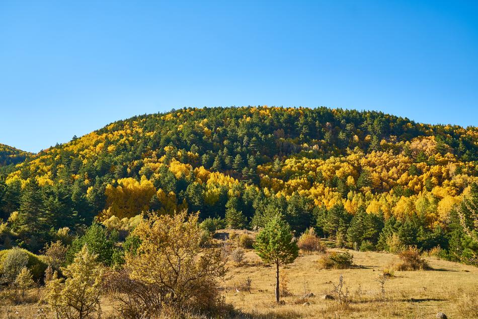 Autumn Forest Yellow