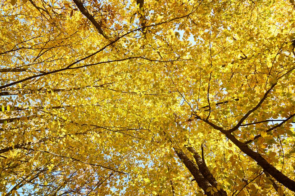 Yellow Autumn Leaves