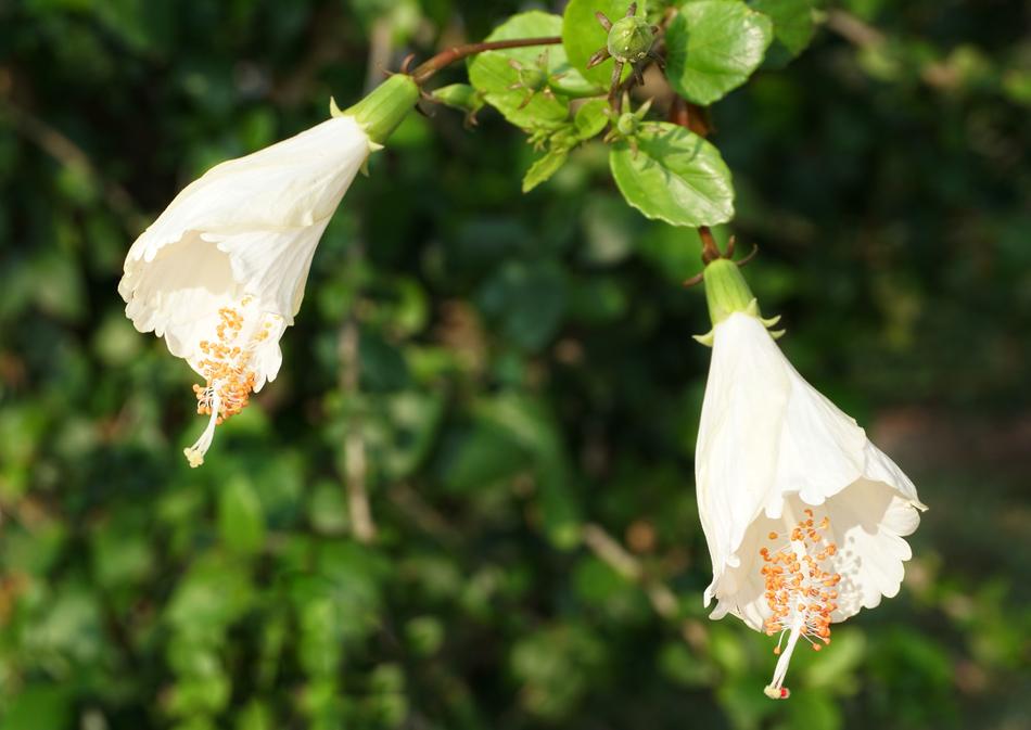 the plant is a white tree