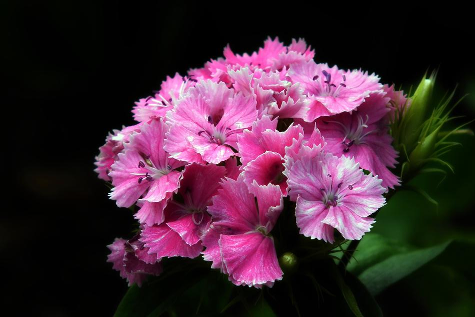 Flower Gożdzik Stone Blooming