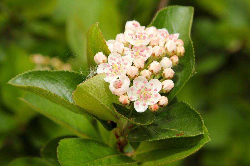 Nature Leaf Plant