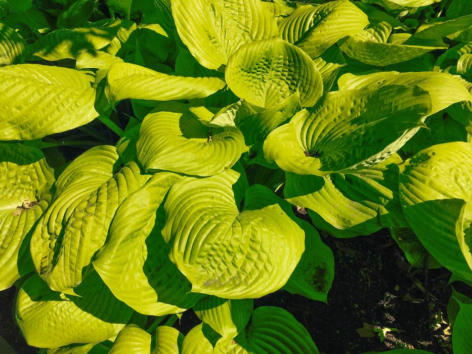 Leaf Nature Flora