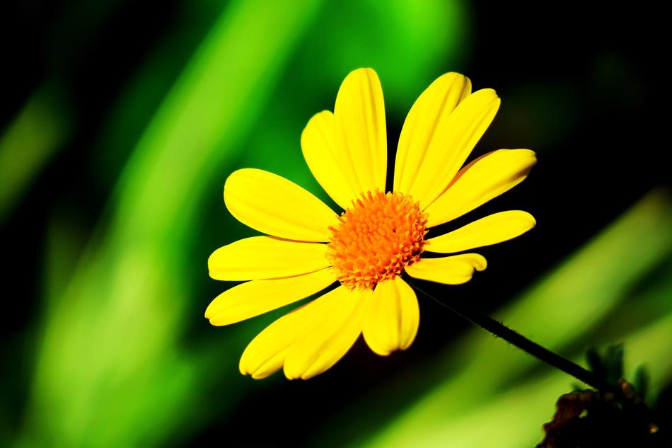 Nature Plant Summer