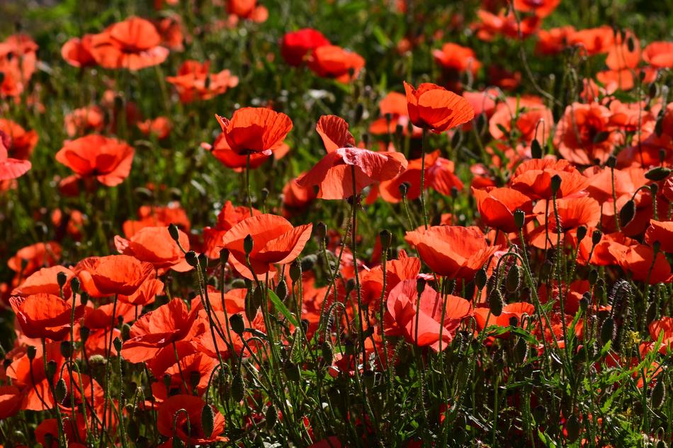 Poppy Field Of Poppies Klatschmohn