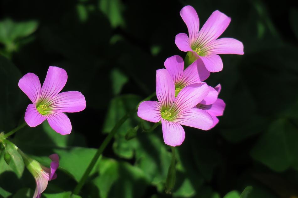 Shamrock Hong Kong Clover Wild