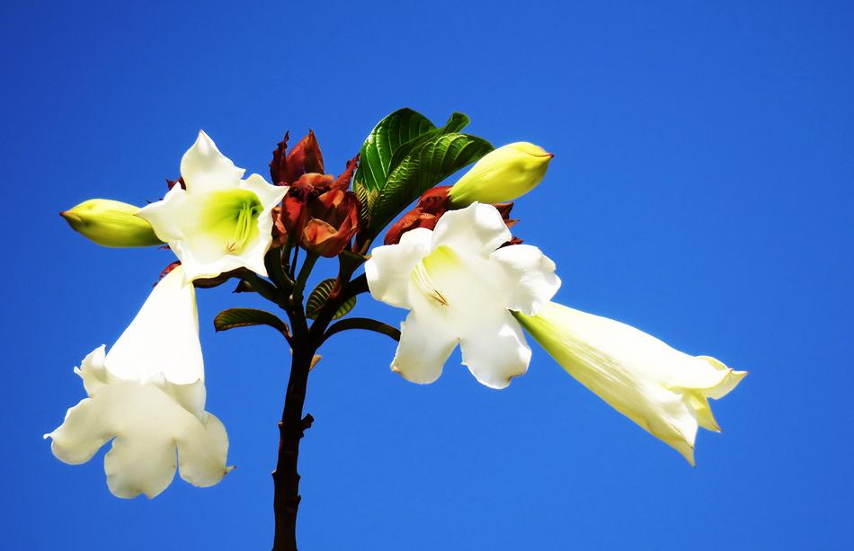 Flower Nature Plant