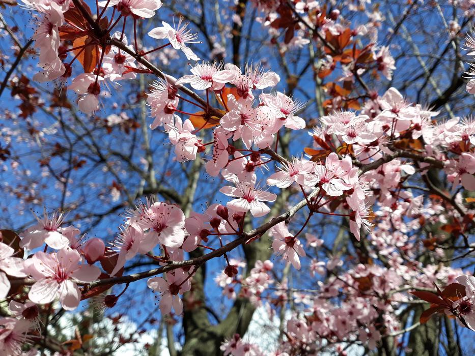 Cherry Tree Flower