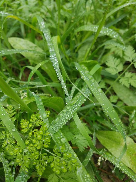 green grass nature landscape
