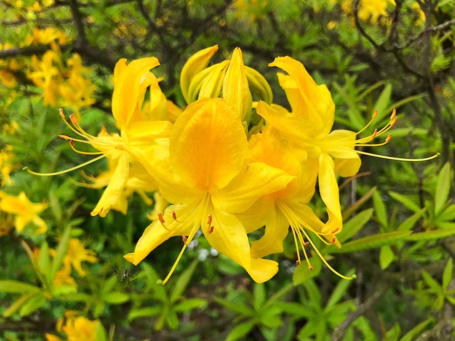 Nature Plant Flower