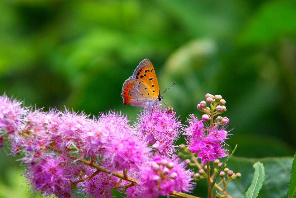 Nature Flowers Plants