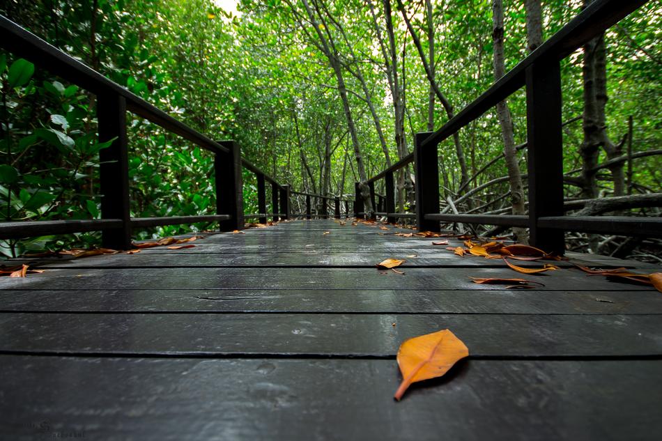 Nature Tree The