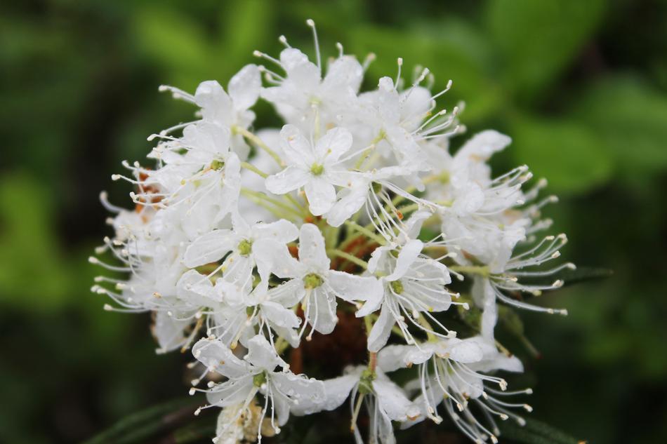 Flower Nature Plant