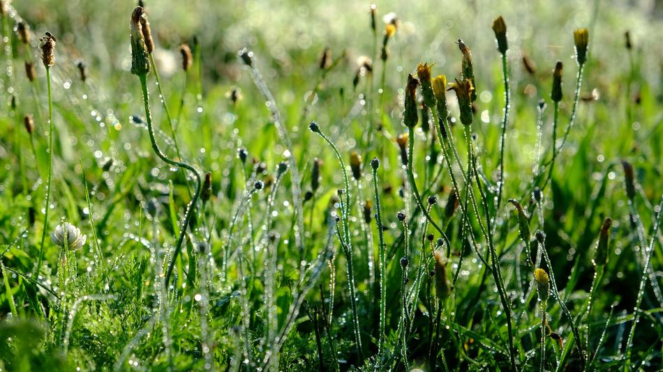 Grass Close Up Plant Drop Of
