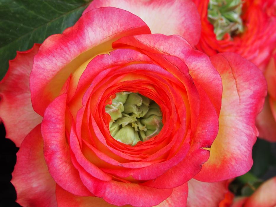 Rose Flower Flowers