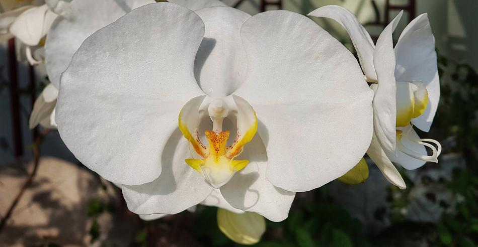 White Orchid Closeup