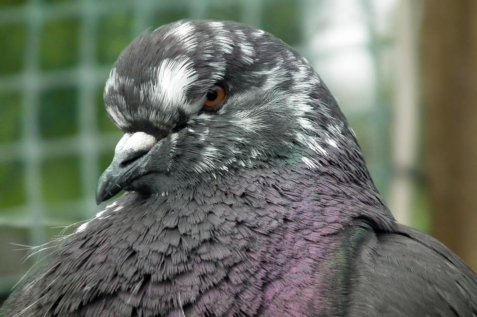 Birds Dove Mondain