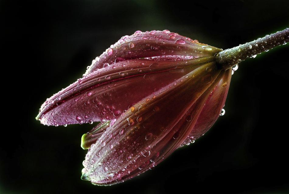 a plant in drops of water