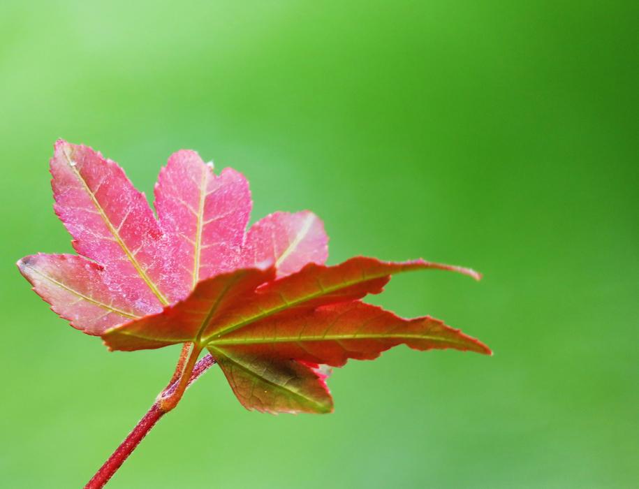 Leaf Nature Plant