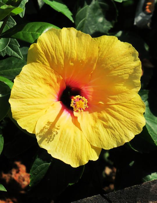 Flower Nature Plant