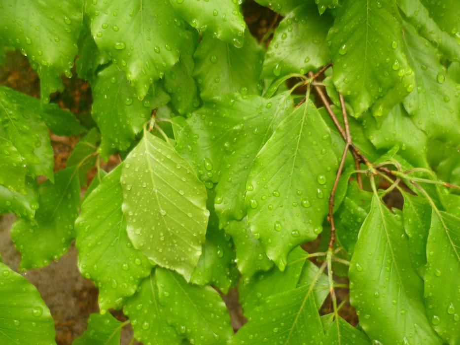 Leaves Drops Nature
