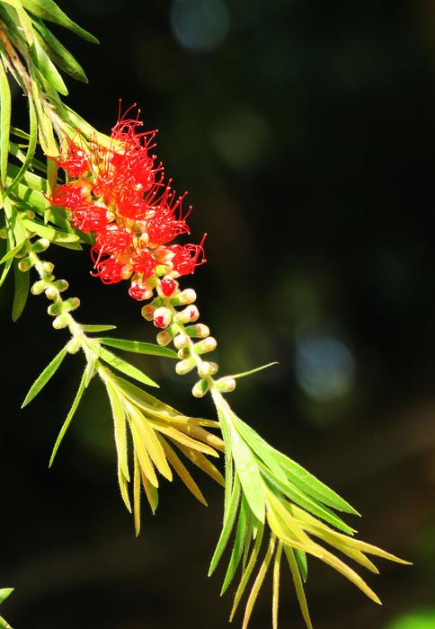 Nature Leaf Tree