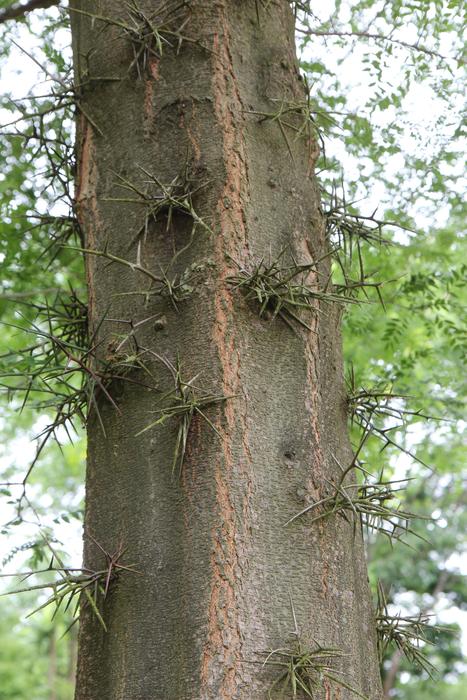 Tree Trunk Bark