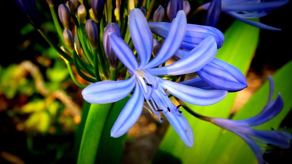 Nature Plant Flower