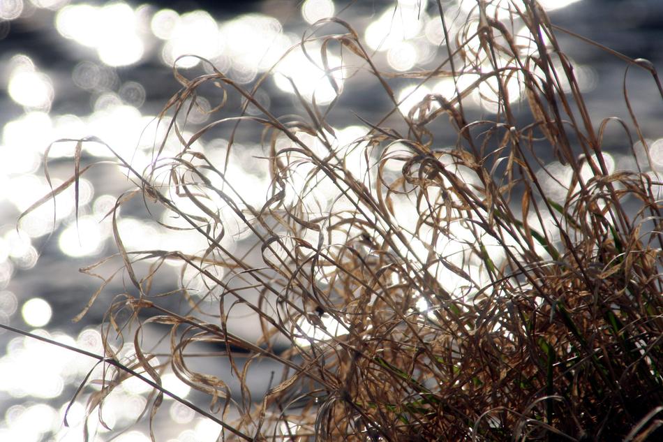 Grass Water Reflection