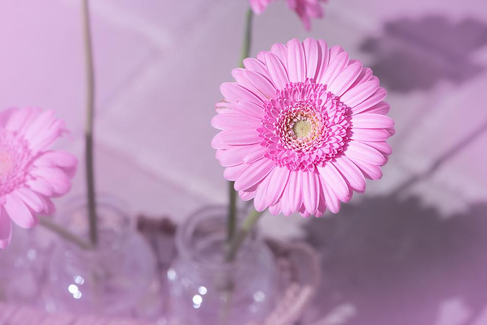 Marguerite Pink Daisy