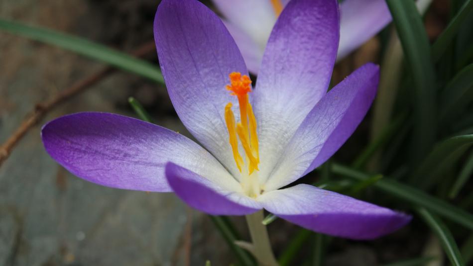 Nature Flower Flora