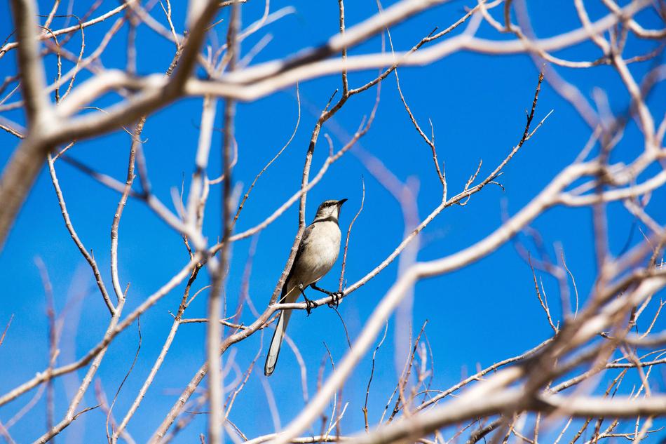 bird on the branches of large