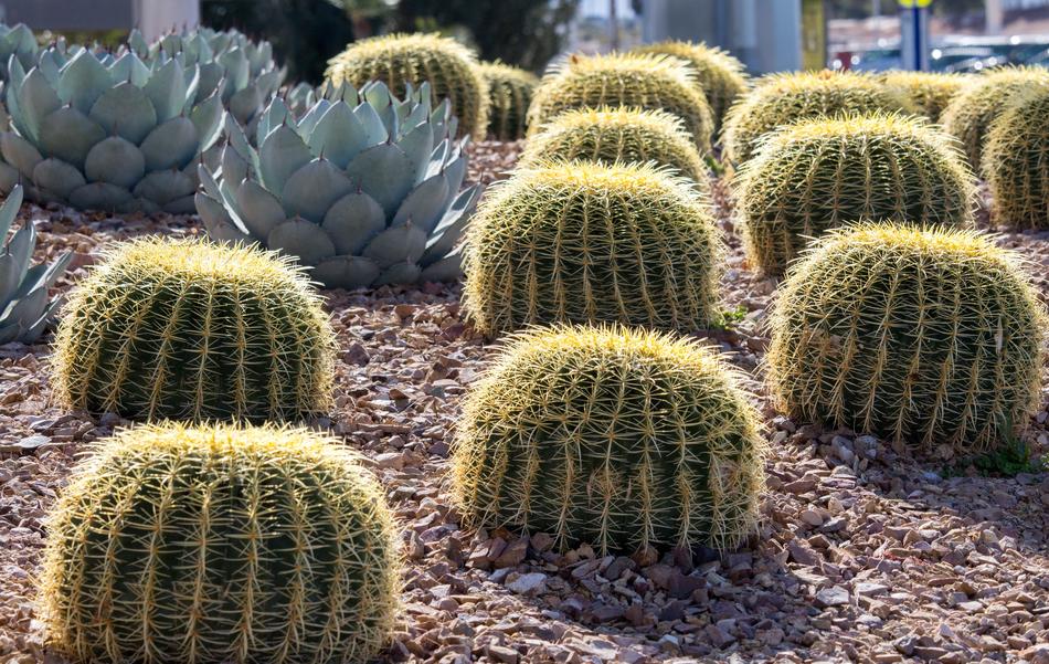 Cactus Nature Succulent