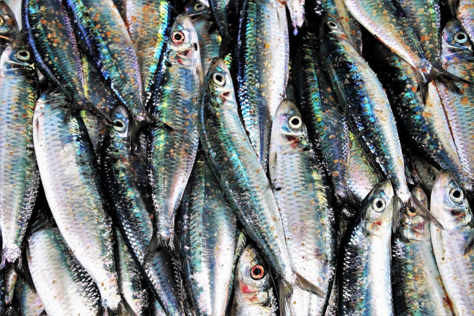 Fish Market Glow Gray