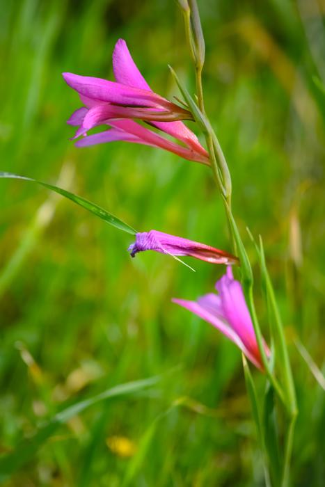 small flowers in the grass and foliage