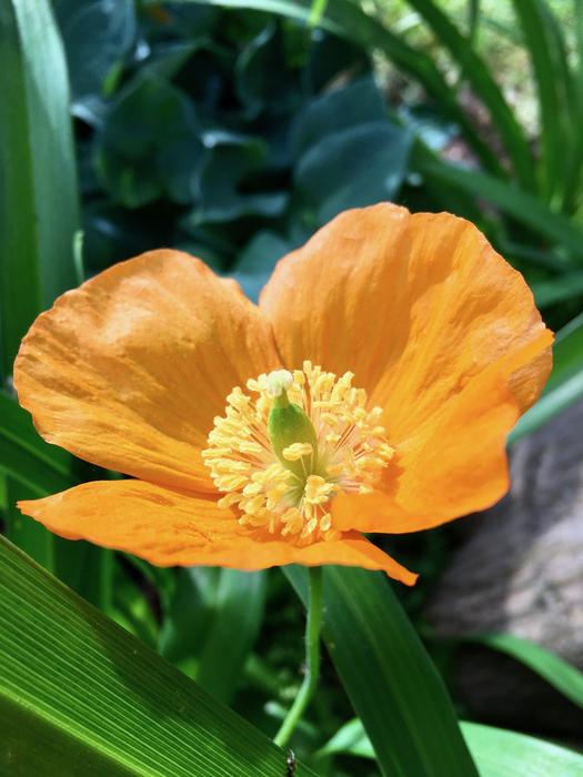 Plant Yellow Flower