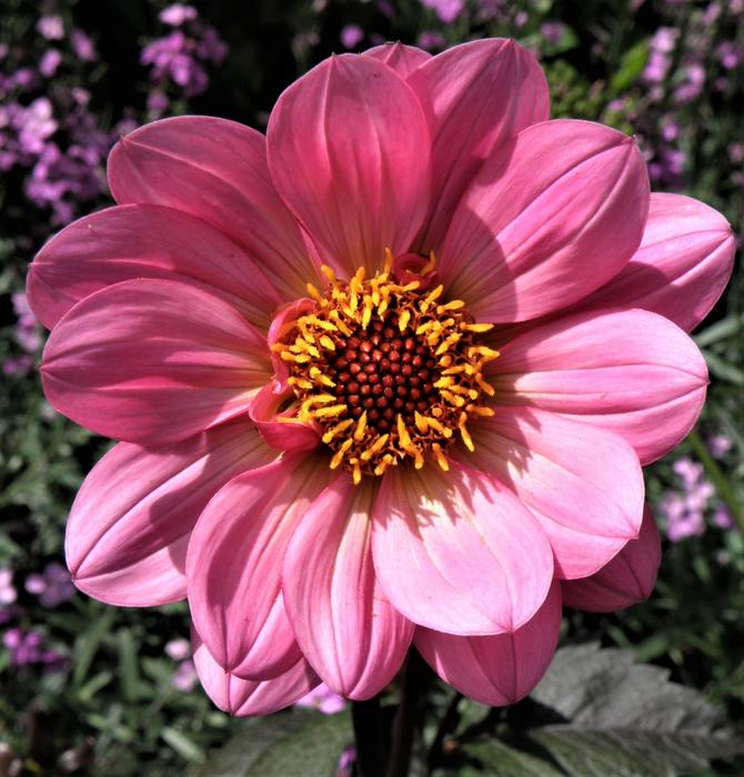 Flower Nature Flora
