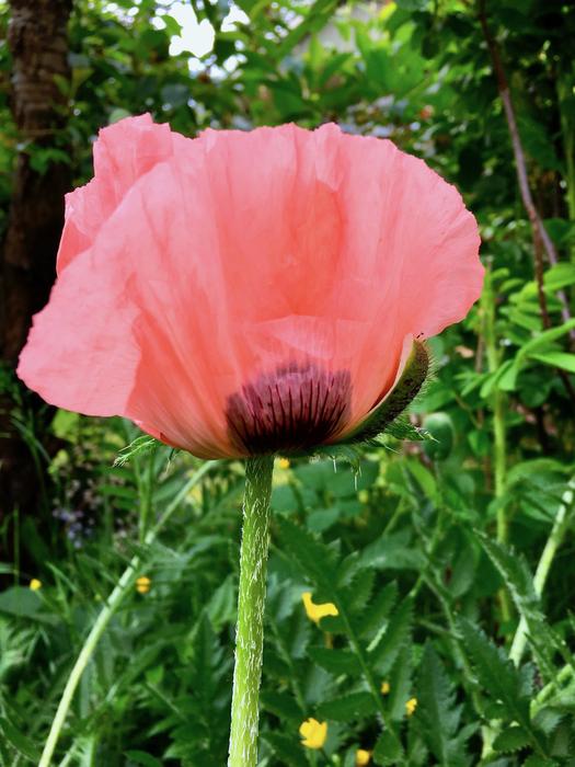 Plant Pink Red
