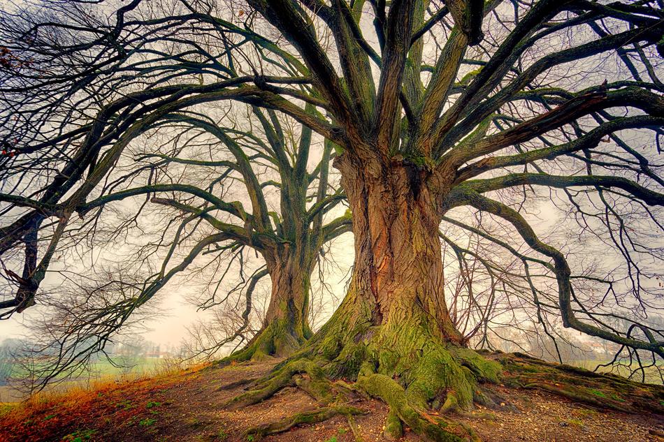 Tree Nature Wood
