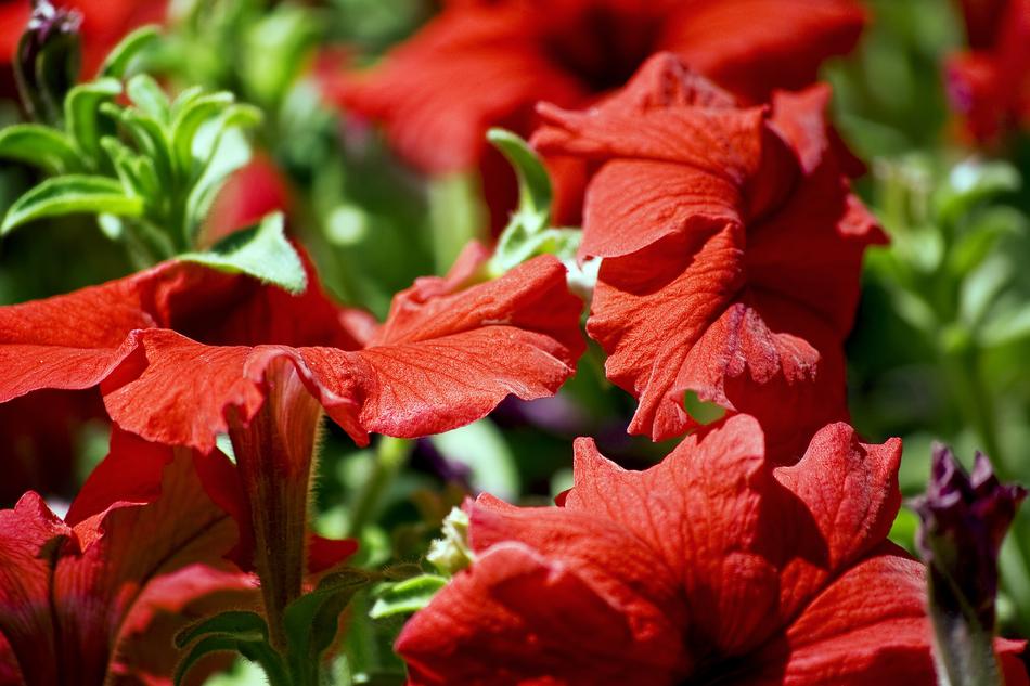 Garden Nature Flower