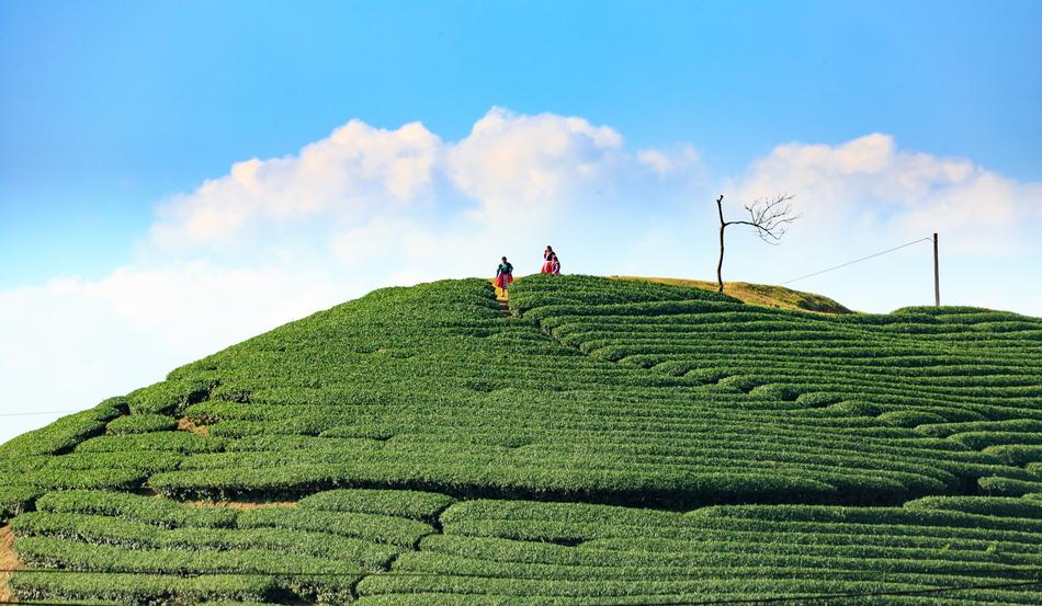 Agriculture Landscape Field